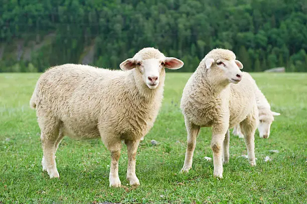 Three sheep grazing in a meadow in the mountains
