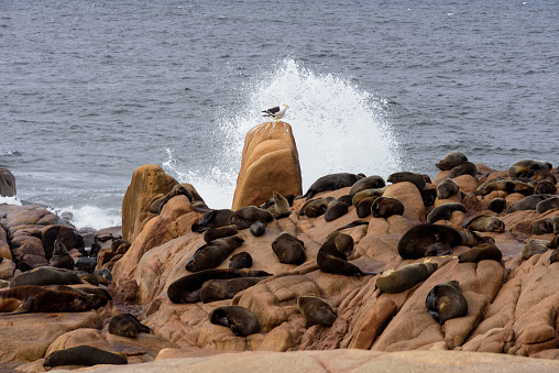 Colony of sea lions in Cabo Polonio on the coast of |Uruguay