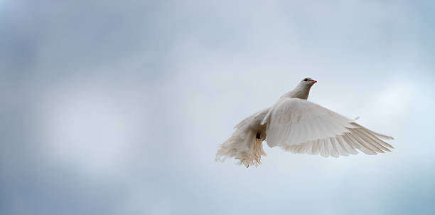 White dove in flight stock photo