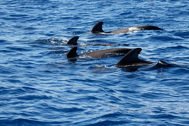 Tenerife Pilot whales - between Tenerife and La Gomera - Long/short-finned pilot whale - Globicephala macrorhynchus globicephala macrorhynchus stock pictures, royalty-free photos & images