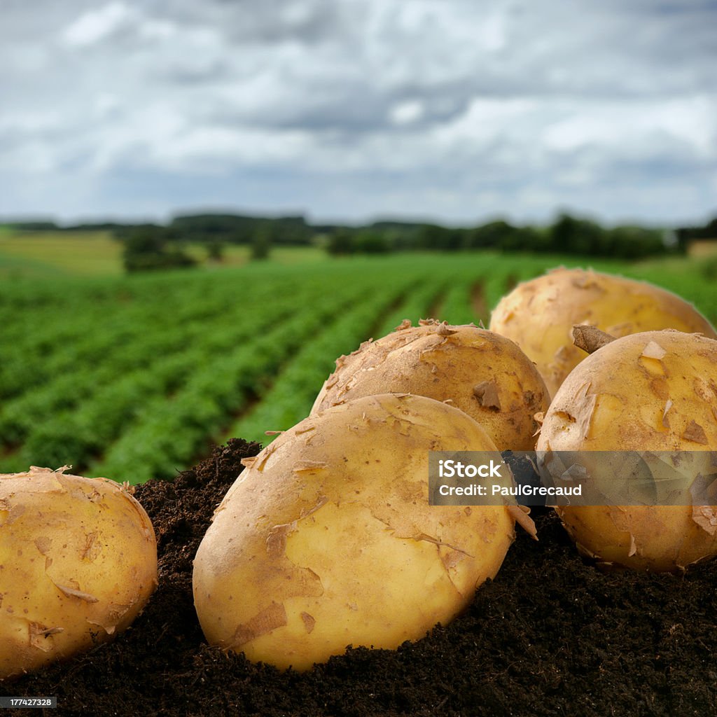 Freshly dug potatoes on a field Freshly dug potatoes on a summer green field Agricultural Field Stock Photo