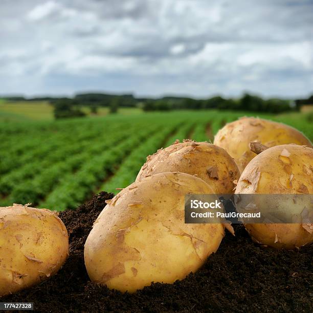 Freshly Dug Potatoes On A Field Stock Photo - Download Image Now - Agricultural Field, Backgrounds, Raw Potato