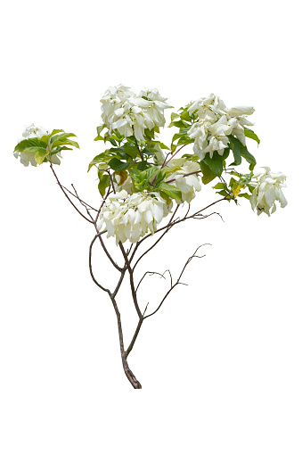 Mussaenda philippica, Dona Luz or Dona Queen Sirikit bloom in the garden isolated on white background included clipping path.