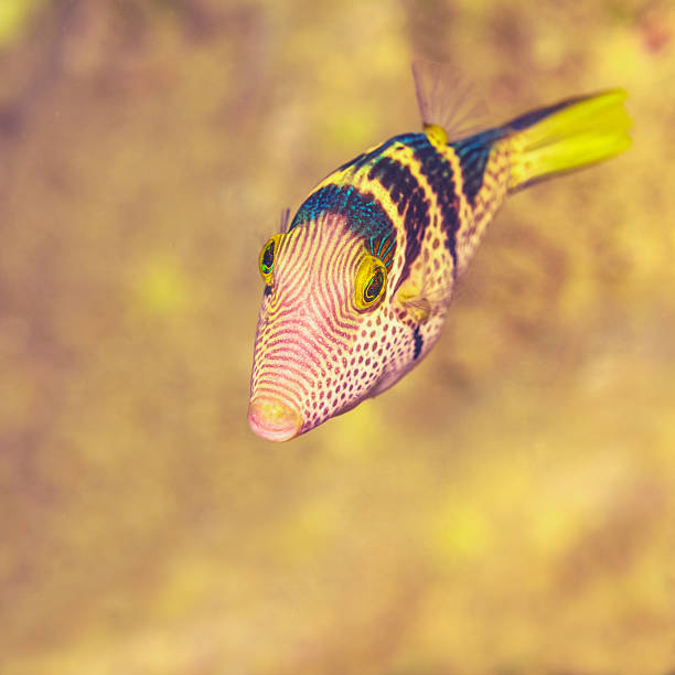 Small Filefish 60+ Filefish Fish Reef Caribbean Sea Stock Photos, Pictures & Royalty ...