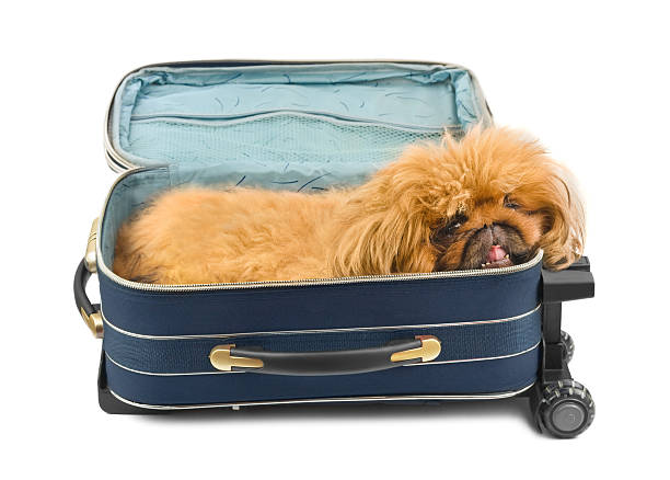 istock Dog in travel case 177427573