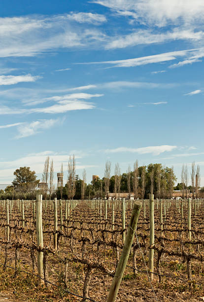 istock Vineyard of Malbec 177428156