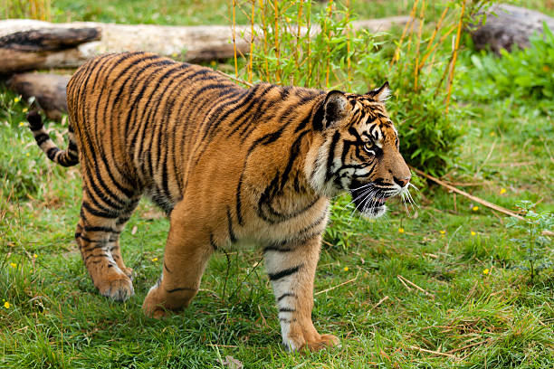 istock Side Portrait of Young Sumatran Tiger 177428208
