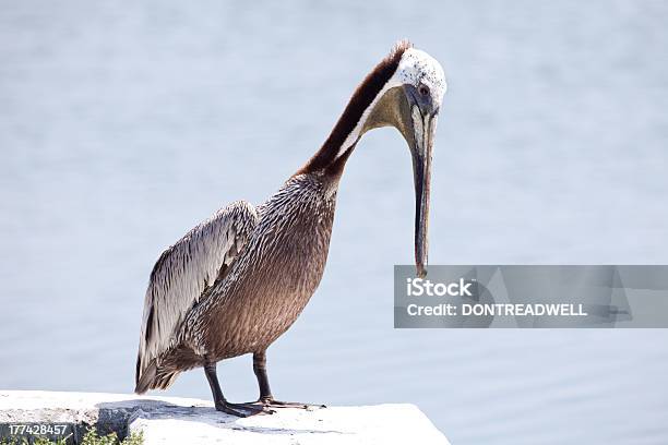 Foto de Pelicano Olhando Para Baixo e mais fotos de stock de Animal - Animal, Animal selvagem, Asa animal