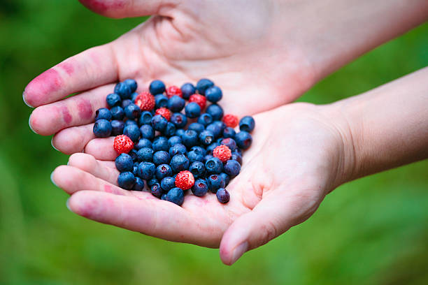 istock Woman hands holding ripe berries 177428648