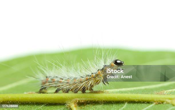 Shaggy Caterpillar Piegare Su Verde Foglia - Fotografie stock e altre immagini di Aculeo - Aculeo, Animale, Animale nocivo
