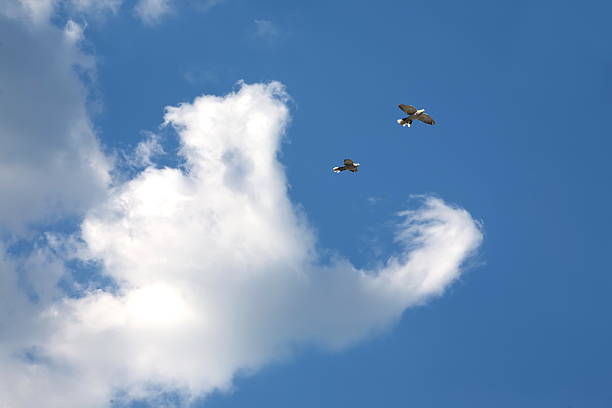Cloud in the form of a monster eats pigeon