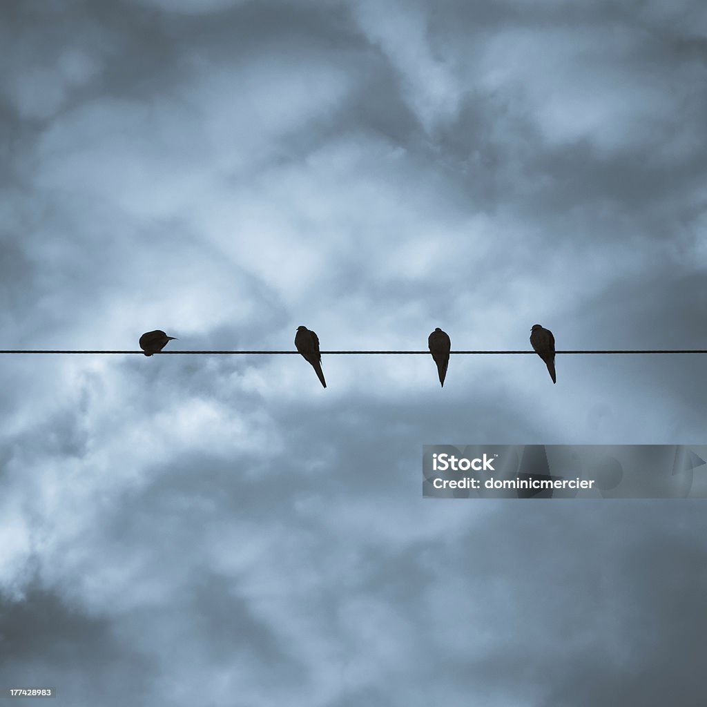 Cuatro pájaros en un cable - Foto de stock de Animal libre de derechos