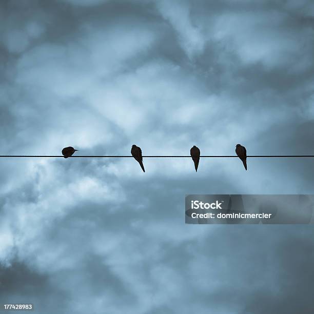 Cuatro Pájaros En Un Cable Foto de stock y más banco de imágenes de Animal - Animal, Azul, Cielo