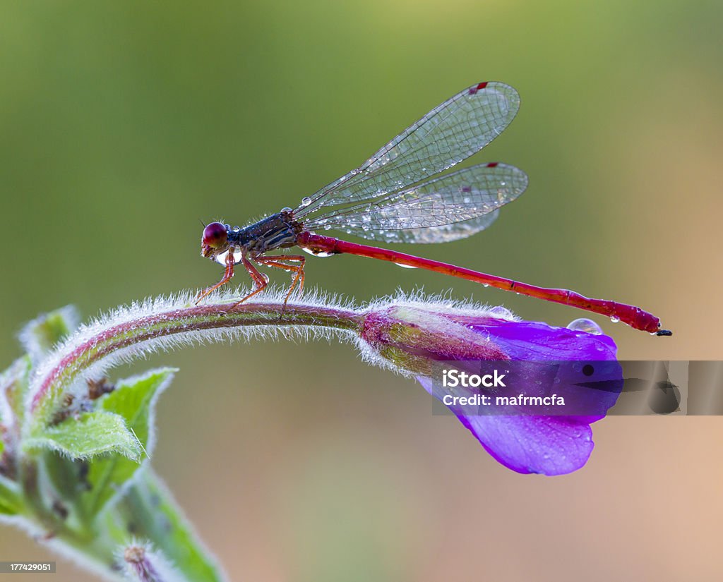 Beautiful Insects Red Insect Red Stock Photo - Download Image Now - Animal, Animal Wildlife ...