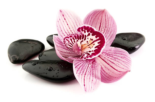 orchidée et pierres - aromatherapy single flower flower holding photos et images de collection