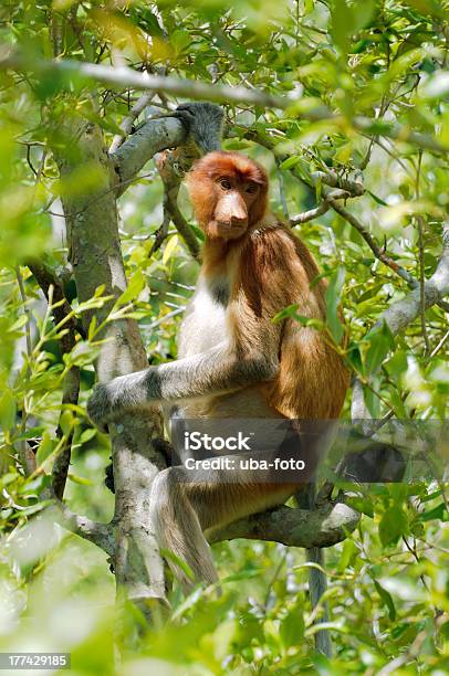 Photo libre de droit de Nasique Nasalis Larvatus banque d'images et plus d'images libres de droit de Animaux à l'état sauvage - Animaux à l'état sauvage, Arbre, Colobe