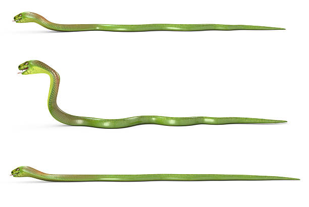 istock Set of crowling green cobras 177429201