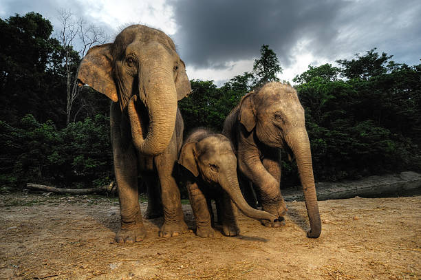 istock The Asian elephant family.Thailand 177429233