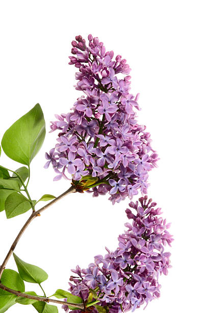 istock Flowers of lilac 177429404