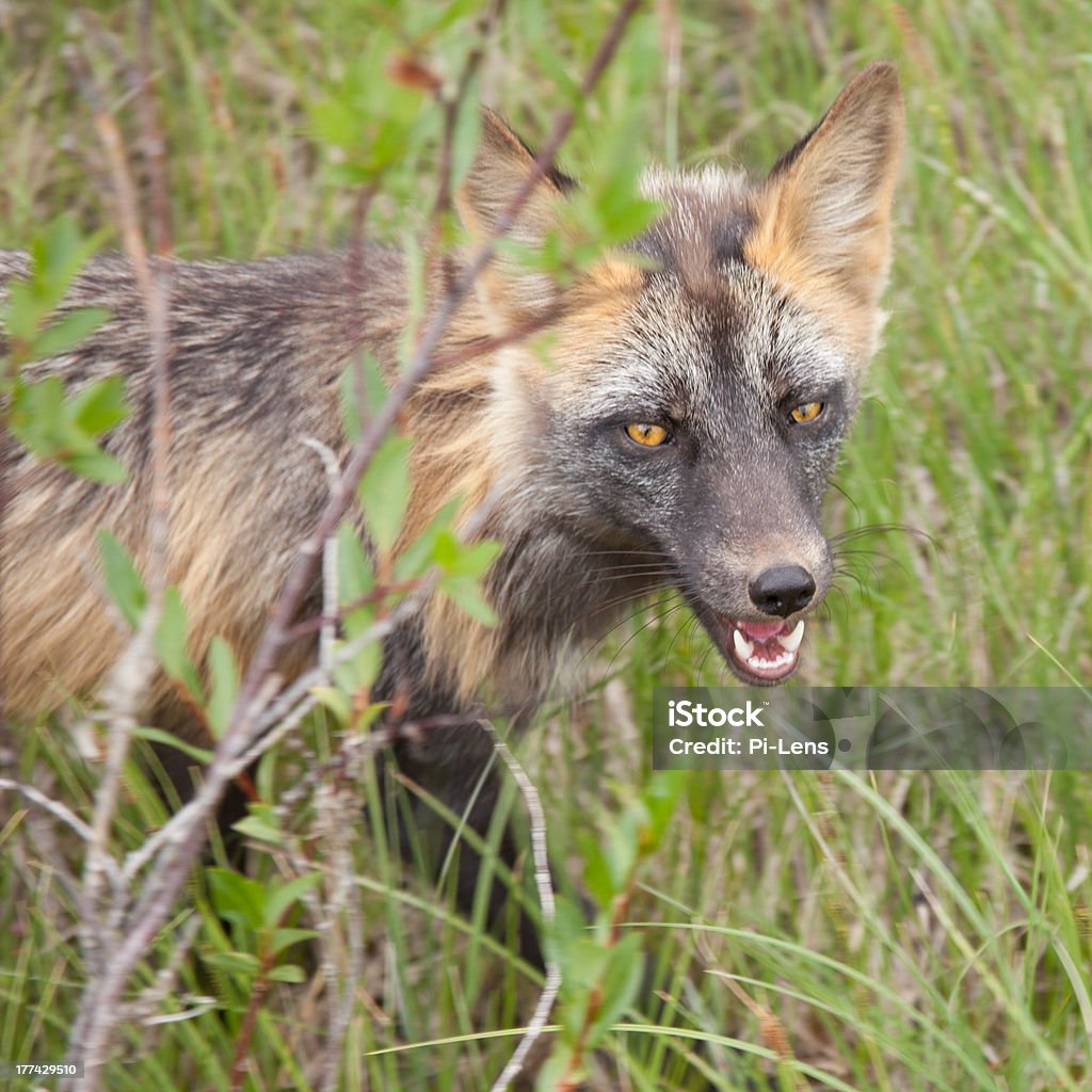 Penetrating gaze of an alert red fox genus Vulpes "Penetrating gaze of an alert cross fox, a colour variant of the red fox, Vulpes vulpes" Alertness Stock Photo