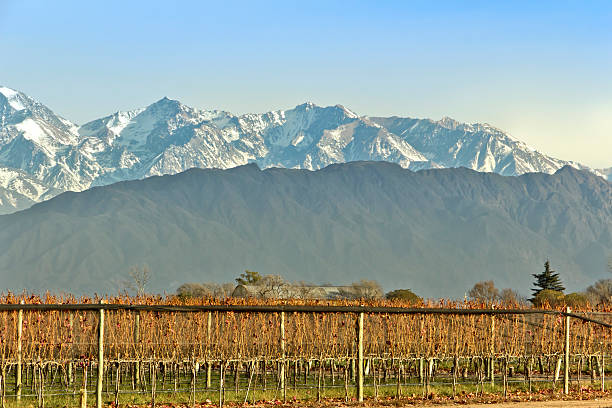 istock Vineyards and snowy mountains 177429648