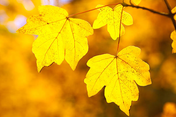 istock Yellow autumn leaves 177429801