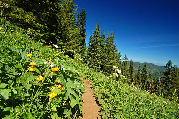 istock hiking trail in the mountains 177429946