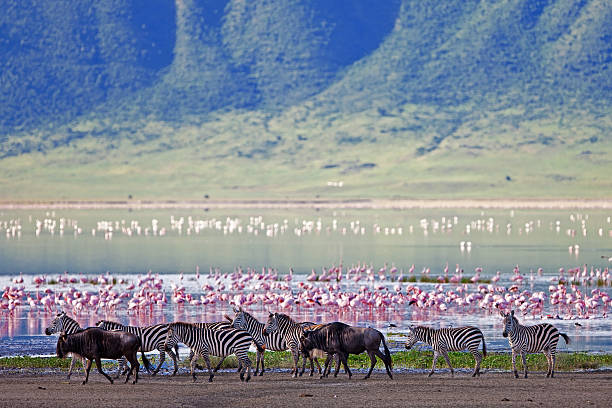 Zebra and wildebeest next to lake in the Ngorongoro Crater Zebras and wildebeests in the Ngorongoro Crater, Tanzania animal neck photos stock pictures, royalty-free photos & images