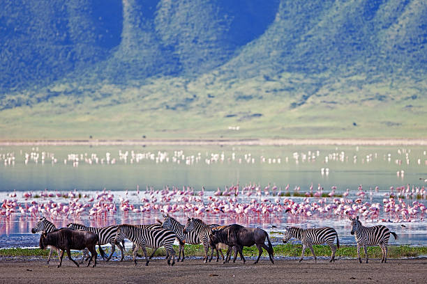 zebras i wildebeests w ngorongoro krater - volcanic crater zdjęcia i obrazy z banku zdjęć