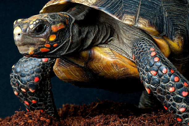 Red-footed tortoise / Chelonoides carbonaria
