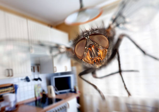 housefly Housefly close-up. Flying in kitchen. fly through stock pictures, royalty-free photos & images