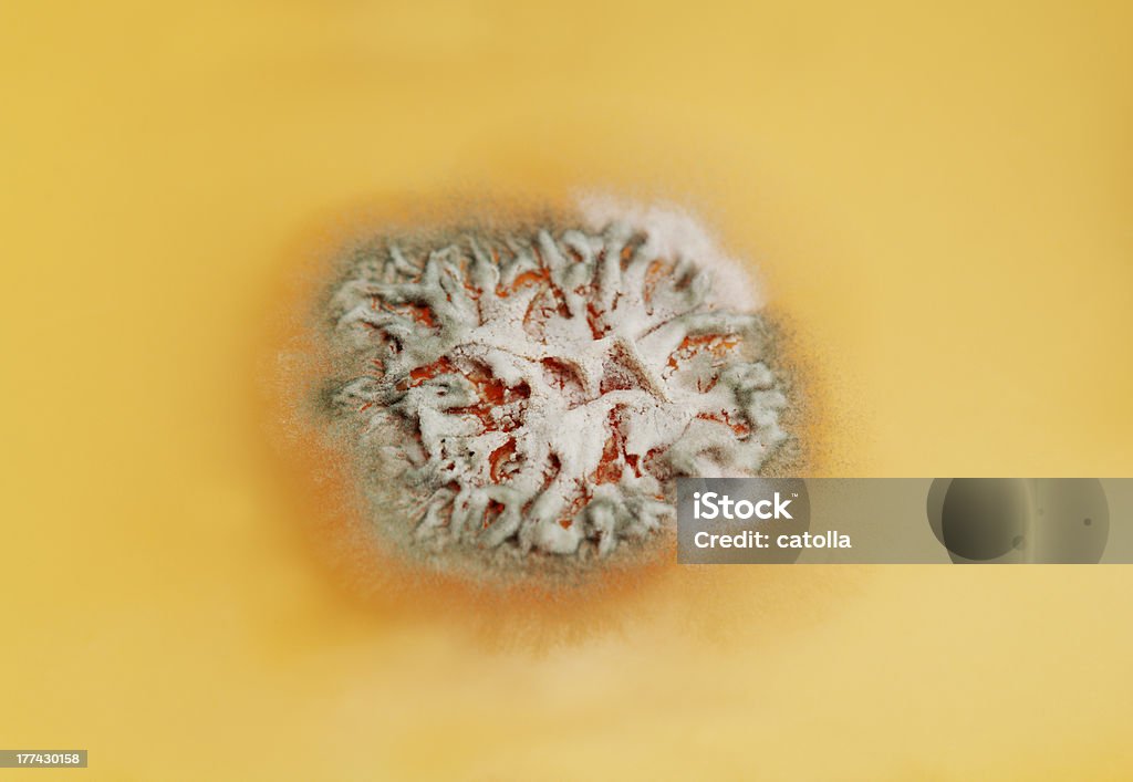Penicillum fungos - Royalty-free Bactéria Foto de stock