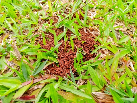 Ant house in green grass