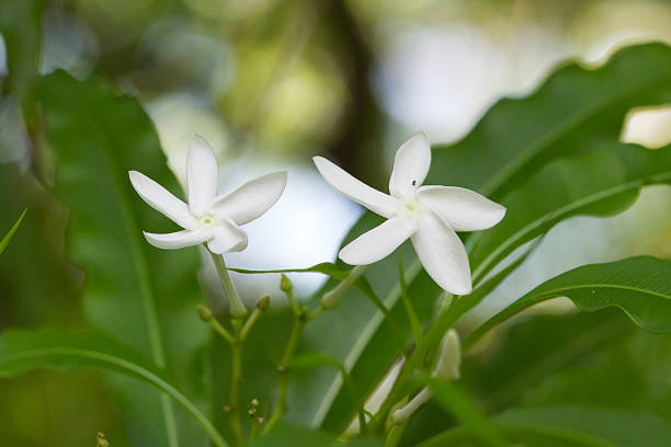 Alstonia venenata flowers stock photo