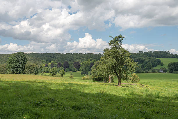 istock Rural landscape in summer 177430513