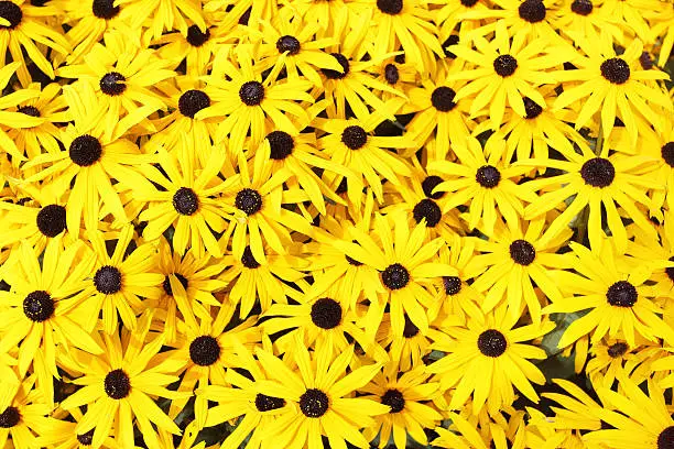 Yellow daisies (Rudbeckia) close-up