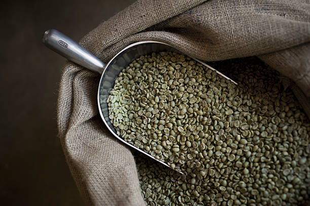 Green coffee beans in a burlap sack with large metal scoop. No over-processing or filtering. Image scrubbed at 200%.