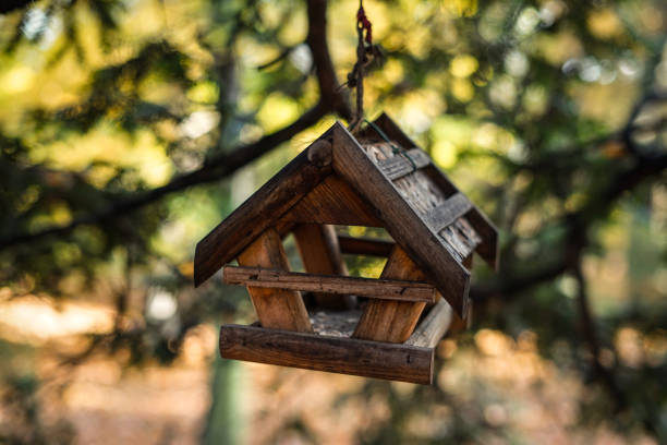 istock A bird feeder in the park 1774309601