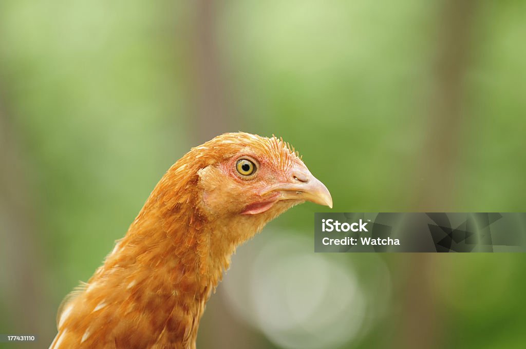 Красный курица - Стоковые фото Без людей роялти-фри
