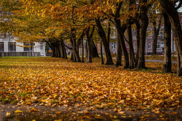 istock Autumn in the city 1774311227