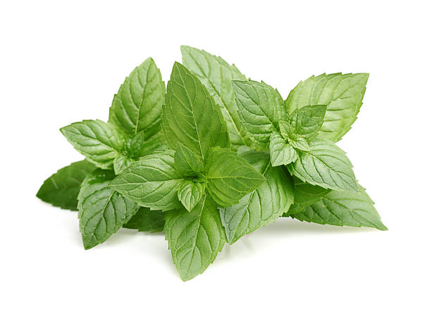 istock Fresh leaves of mint 177431840