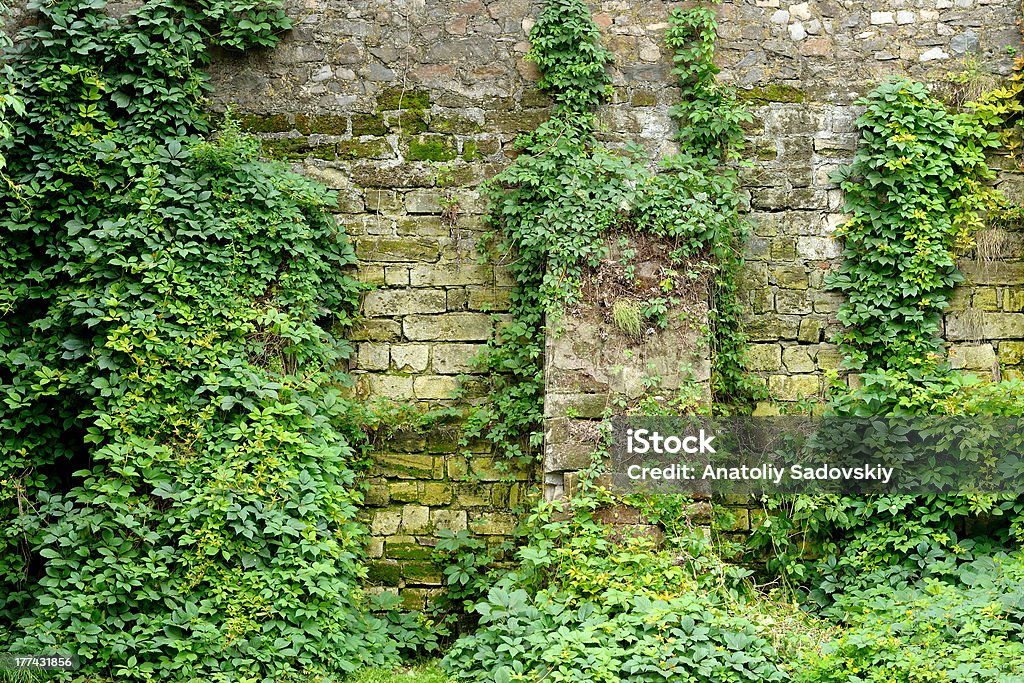 Old stone wall Old stone wall overgrown with ivy Ancient Stock Photo