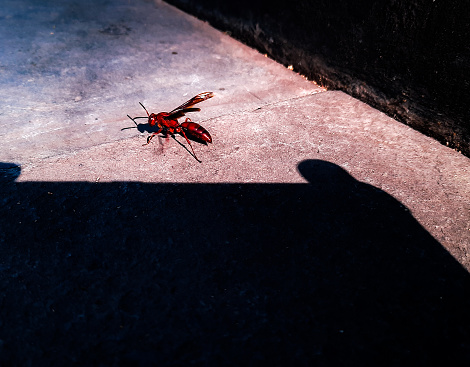 Wasps are omnivorous insects that feed on nectar, fruit and other insects.  Wasps also play a role in the hydrological cycle and plant pollination