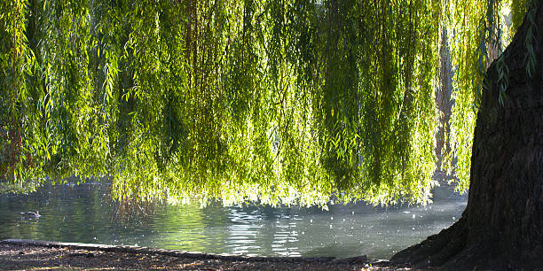 sauce llorón - willow leaf weeping willow willow tree tree fotografías e imágenes de stock