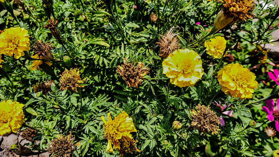 Marigold plants are ornamental plants that have yellow, orange or red flowers.  This plant comes from South America and belongs to the Asteraceae family