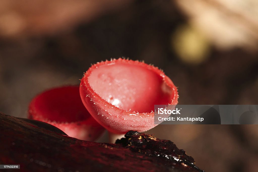 Pilz - Lizenzfrei Asien Stock-Foto