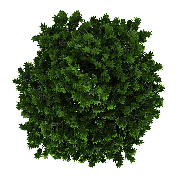 istock top view of London plane tree isolated on white background 177432376