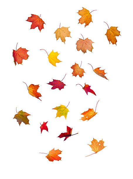 istock A cartoon depiction of multiple multicolored falling leaves 177432444