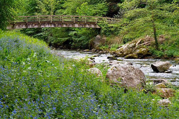 istock Bluebells at Watersmeet near Lynmouth Devon 177432576