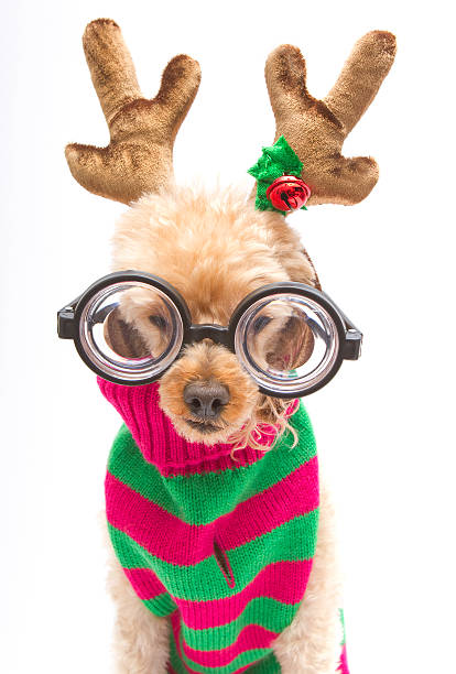 Nerdy Reindeer Portrait Portrait of a nerdy dog with reindeer antlers and a red and green striped sweater for Christmas isolated on a white background. christmas nerd sweater cardigan stock pictures, royalty-free photos & images
